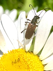 Anastrangalia sanguinea