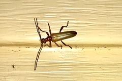 Centrodera decolorata