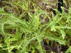 Dicranopteris flexuosa