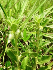 Pombalia calceolaria