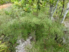 Pteridium caudatum