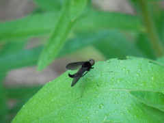 Chrysopilus velutinus