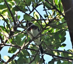 Batis molitor molitor