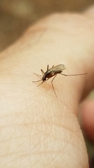 Aedes dupreei
