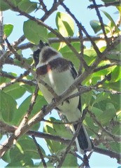 Batis molitor molitor