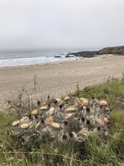 Cirsium occidentale compactum