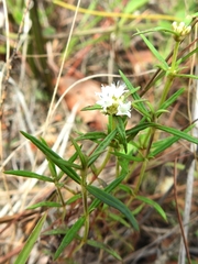 Spermacoce prostrata
