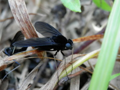 Chrysopilus velutinus