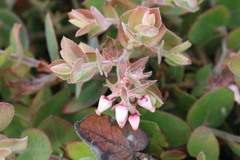 Arctostaphylos cruzensis