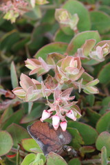 Arctostaphylos cruzensis