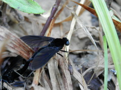 Chrysopilus velutinus