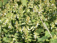 Phaulopsis imbricata