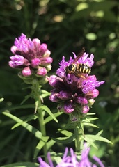 Dianthidium curvatum