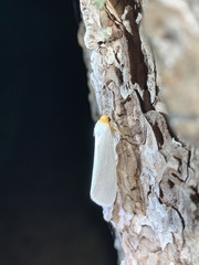 Agylla septentrionalis