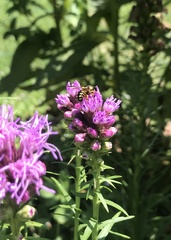 Dianthidium curvatum