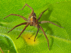 Pisaurina brevipes