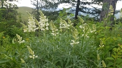Lupinus sulphureus