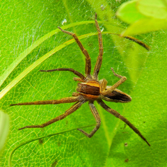 Pisaurina brevipes