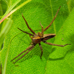 Pisaurina brevipes