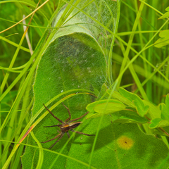 Pisaurina brevipes