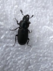 Platycerus depressus