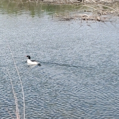 Mergus merganser