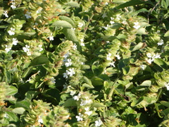 Phaulopsis imbricata