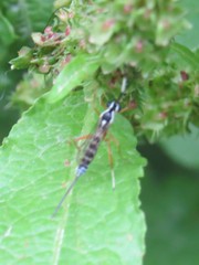 Sphelodon phoxopteridis