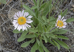 Aster alpinus vierhapperi