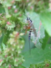 Sphelodon phoxopteridis