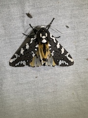 Arachnis zuni