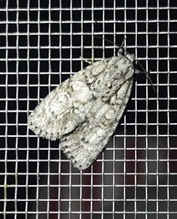 Acronicta retardata