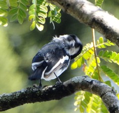 Batis molitor molitor