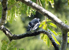 Batis molitor molitor