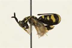 Leucospidae