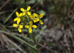 Erysimum coarctatum