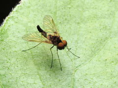 Chrysopilus fasciatus