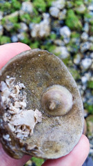 Crepipatella lingulata