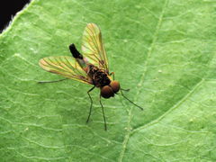 Chrysopilus fasciatus