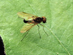 Chrysopilus fasciatus