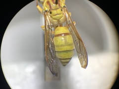 Pterocheilus