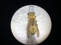 Pterocheilus