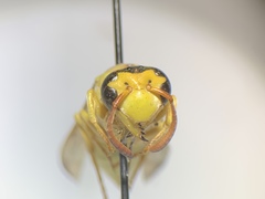 Pterocheilus