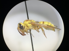 Pterocheilus