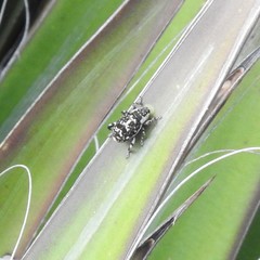 Peltophorus polymitus