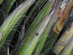 Peltophorus polymitus