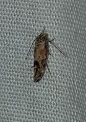 Lepidoptera