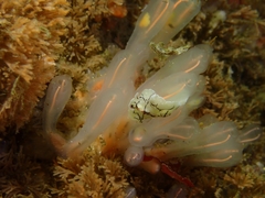 Eurylepta californica
