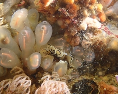 Pseudoceros montereyensis