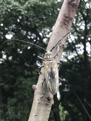 Batocera lineolata
